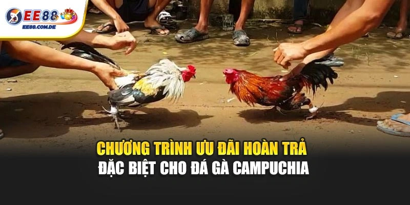 Chương trình ưu đãi hoàn trả đặc biệt cho đá gà Campuchia Chương trình ưu đãi hoàn trả đặc biệt cho đá gà Campuchia