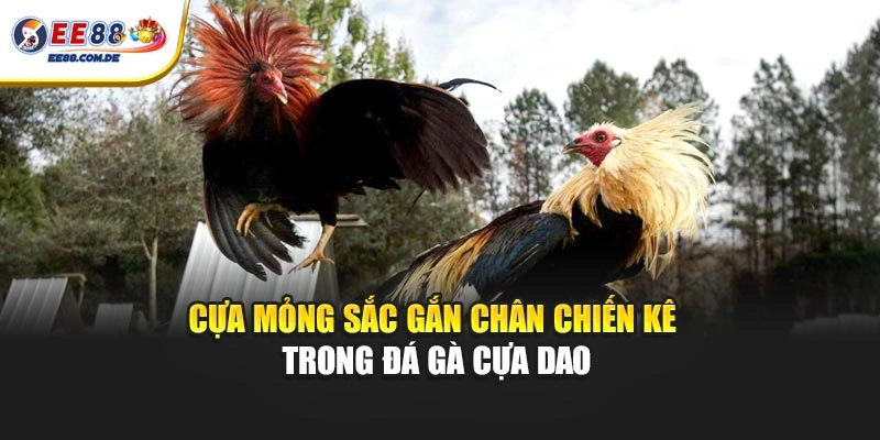 Cựa mỏng sắc gắn chân chiến kê trong đá gà cựa dao Cựa mỏng sắc gắn chân chiến kê trong đá gà cựa dao