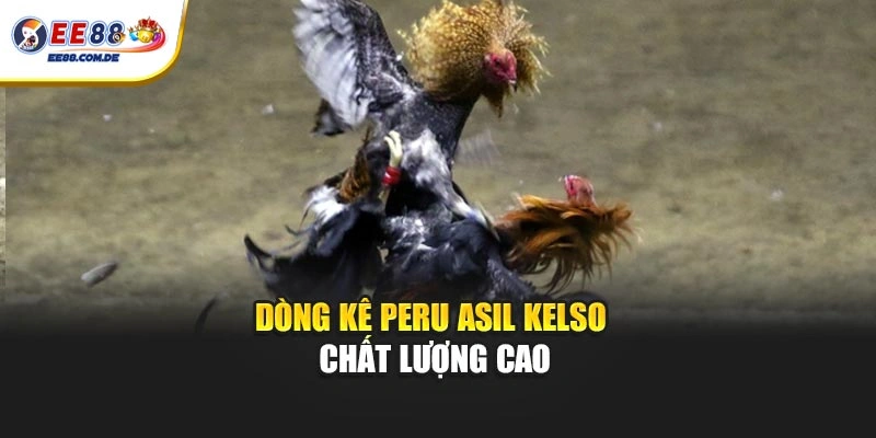 Dòng kê Peru Asil Kelso chất lượng cao Dòng kê Peru Asil Kelso chất lượng cao