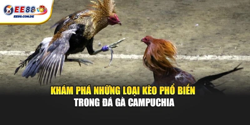 Khám phá những loại kèo phổ biến trong đá gà Campuchia Khám phá những loại kèo phổ biến trong đá gà Campuchia